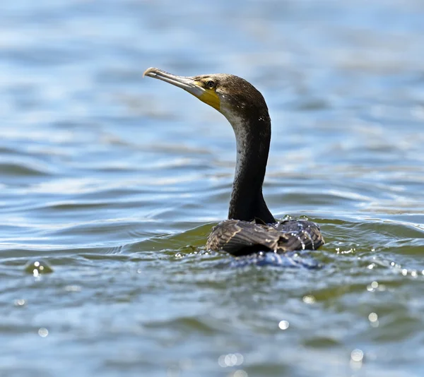 Darter — Stock Photo, Image