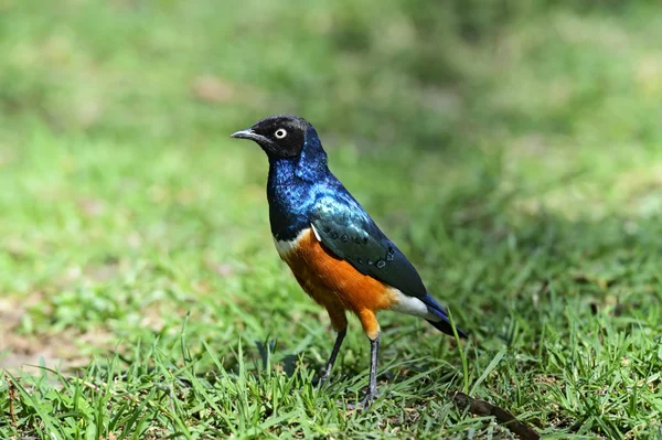 Kleurrijke Driekleurige glansspreeuw — Stockfoto