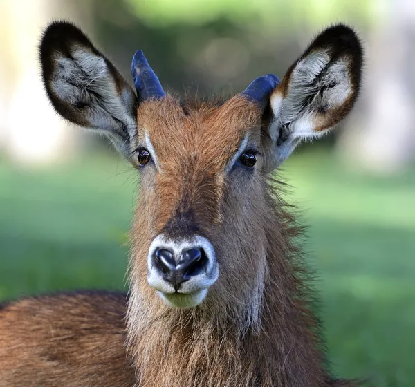 Waterbuck — Stock Photo, Image