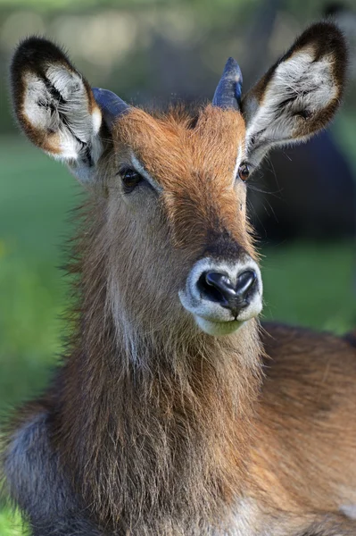 Waterbuck — Stok fotoğraf