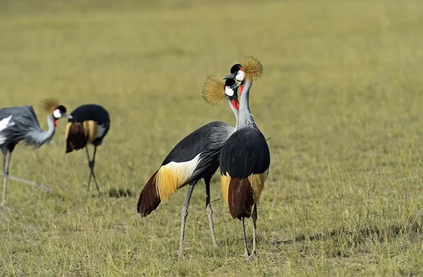 Gru incoronata — Foto Stock