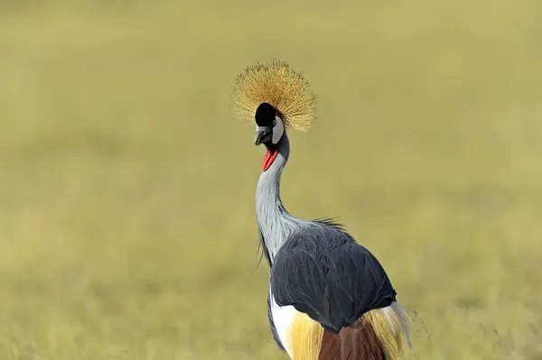 Gekrönter Kranich — Stockfoto