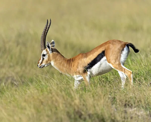 Grant Gazelle — Stock Photo, Image