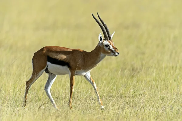 Verlenen van gazelle — Stockfoto