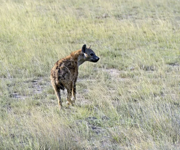 Hyena — Stockfoto