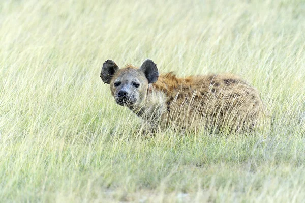 Hyenas — Stock Photo, Image