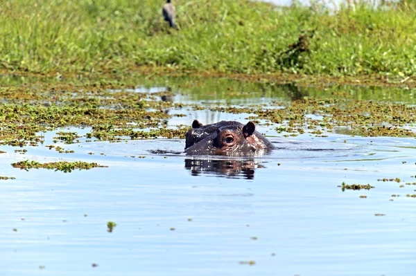 Hippopotamus — Stock Photo, Image