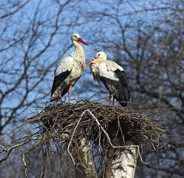 Cigogne blanche — Photo