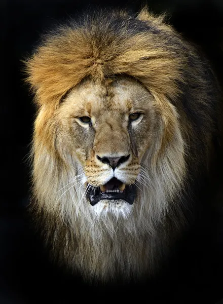 " Лев у халупі " — стокове фото