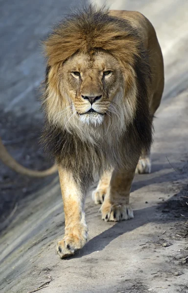 " Лев у халупі " — стокове фото