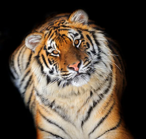 Amur Tiger — Stock Photo, Image