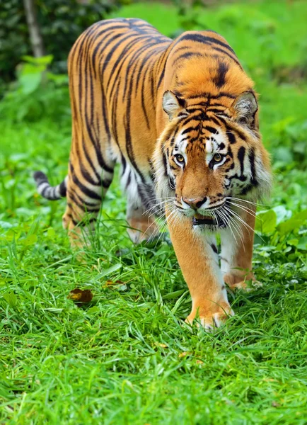 Amur tiger — Stockfoto