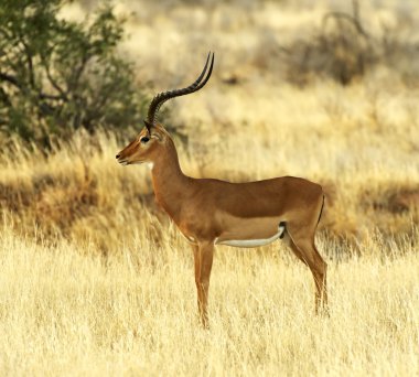 ceylan impala