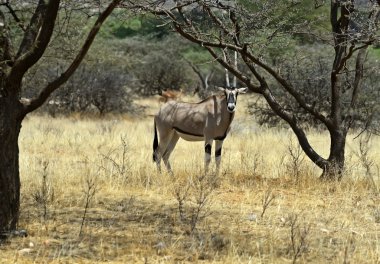 Oryx gazella