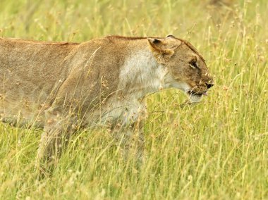 Aslanlar Masai Mara