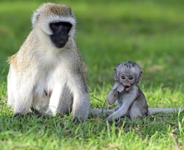 vervet maymunu