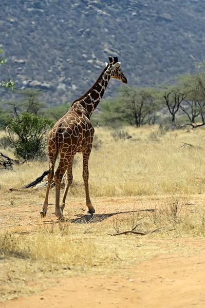Afrikanska giraffer — Stockfoto