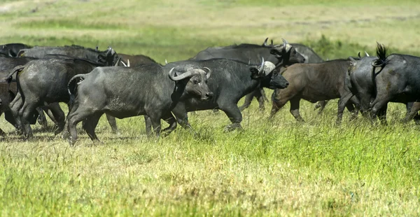 Bufalo — Foto Stock