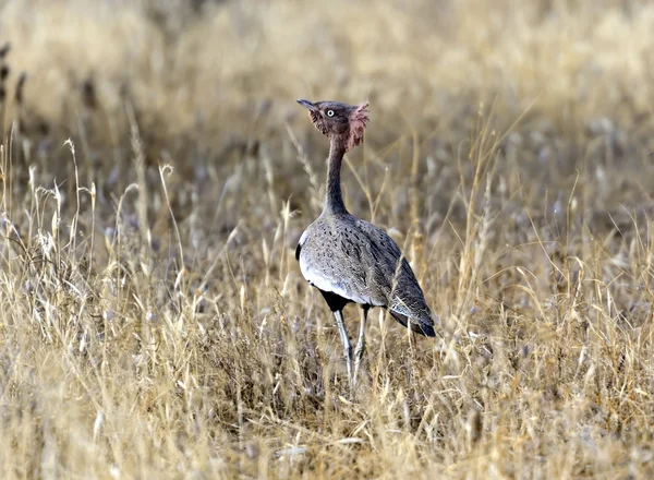 El Bustard Kori — Foto de Stock