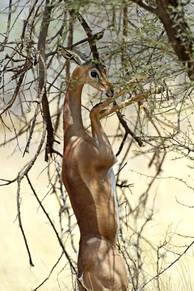 Gerenuk — Zdjęcie stockowe