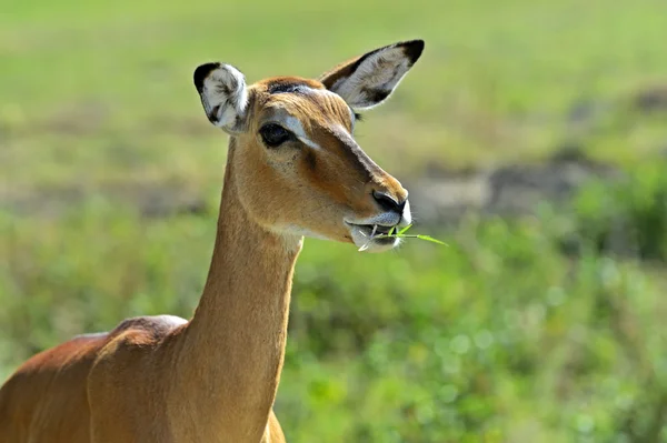 Impala-Antilope — Stockfoto