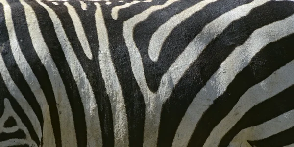 Зебра — стоковое фото