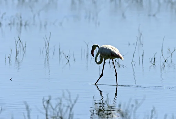 Flamingo — Stok fotoğraf