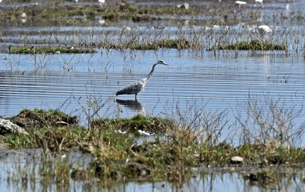 Heron — Stockfoto