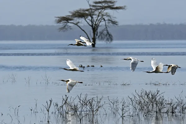 Una bandada de Ibises — Foto de Stock