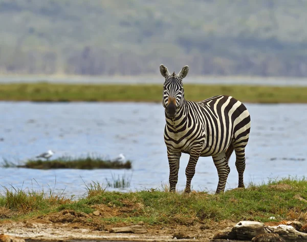 Zebra — Stockfoto