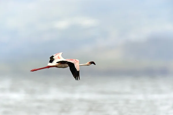 Flamingolar — Stok fotoğraf