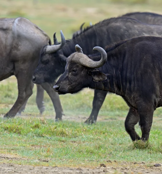 Buffalo — Stock Photo, Image