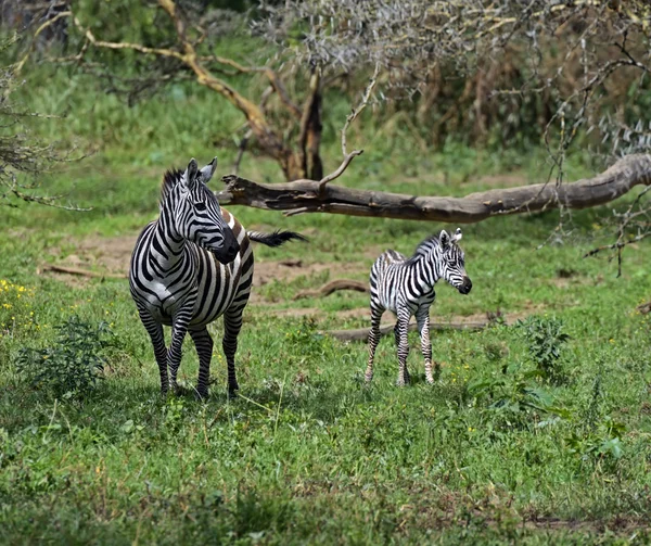 Zebra — Stock Photo, Image