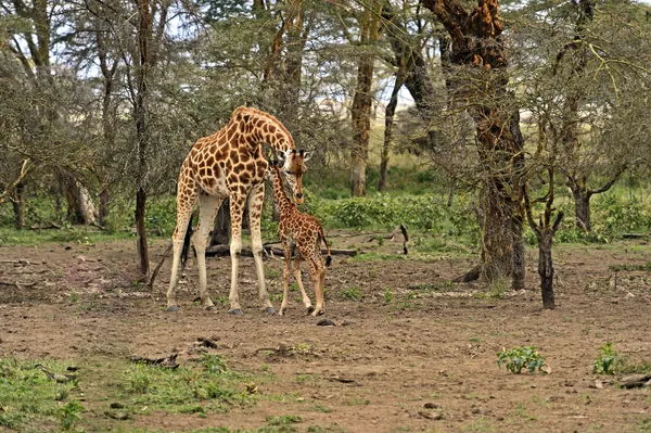 Giraffe africane — Foto Stock
