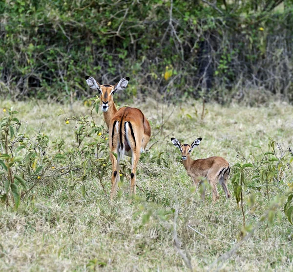 Gazelle Impala — Zdjęcie stockowe