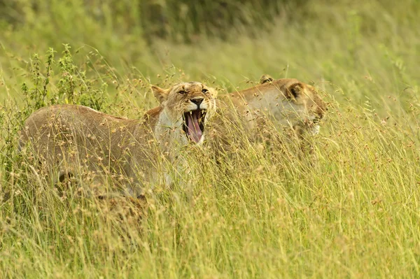 Leones Masai Mara — Foto de Stock