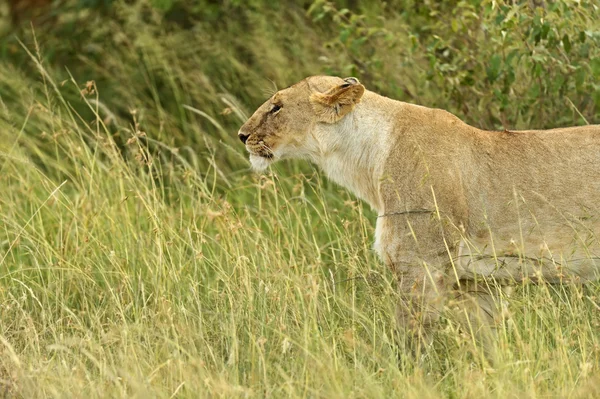 Aslanlar Masai Mara — Stok fotoğraf