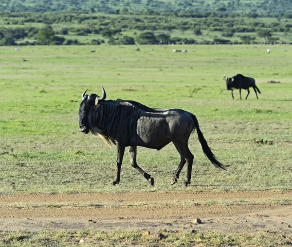 Wildebeest — Stock Photo, Image