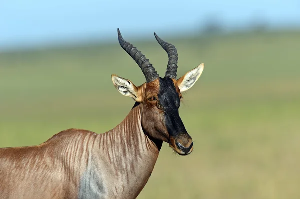 Antilopa topi — Stock fotografie