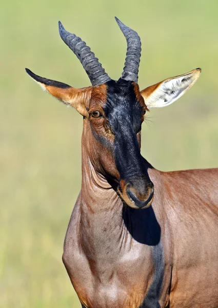 Antylopa topi — Zdjęcie stockowe