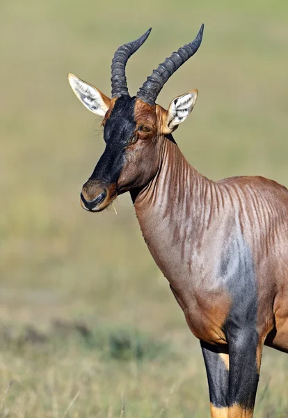 Topi antilop — Stok fotoğraf