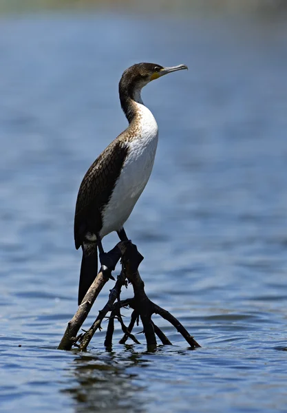 Darter — Stock Photo, Image