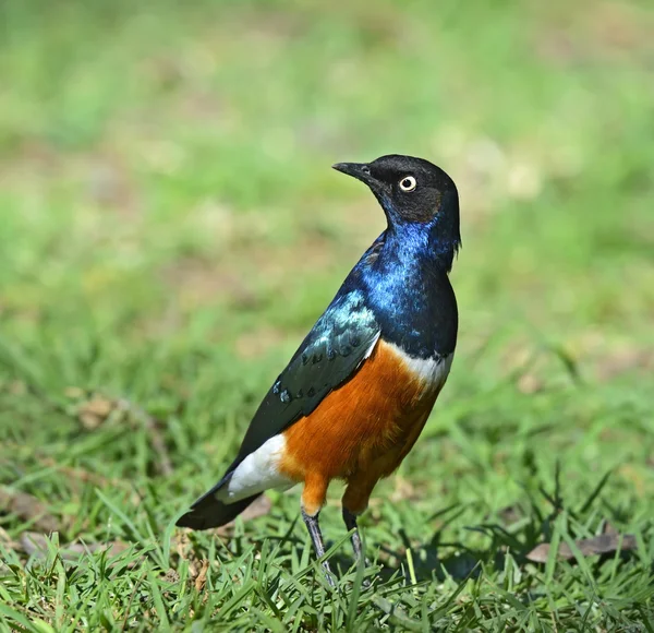 Kleurrijke Driekleurige glansspreeuw — Stockfoto