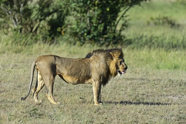 Lion — Stock Photo, Image