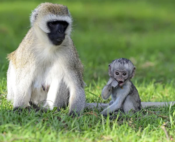 Macaco-de-vagem — Fotografia de Stock