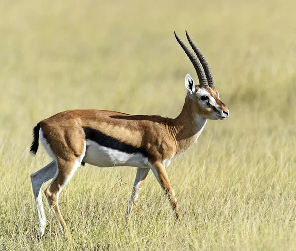 Verlenen van gazelle — Stockfoto