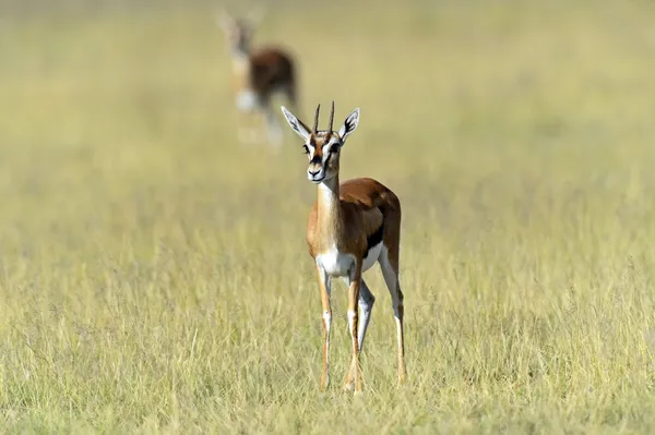 Verlenen van gazelle — Stockfoto