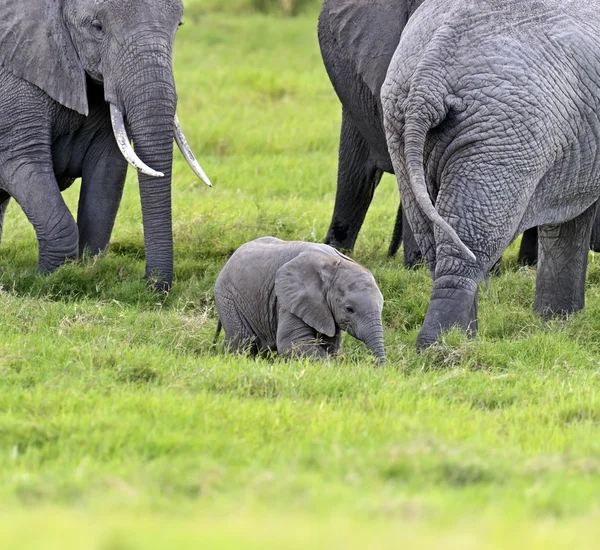 African elephants — Stock Photo, Image