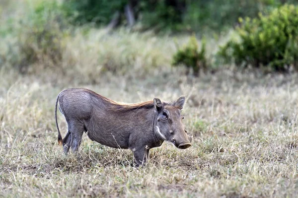 Warthog — Stock Photo, Image