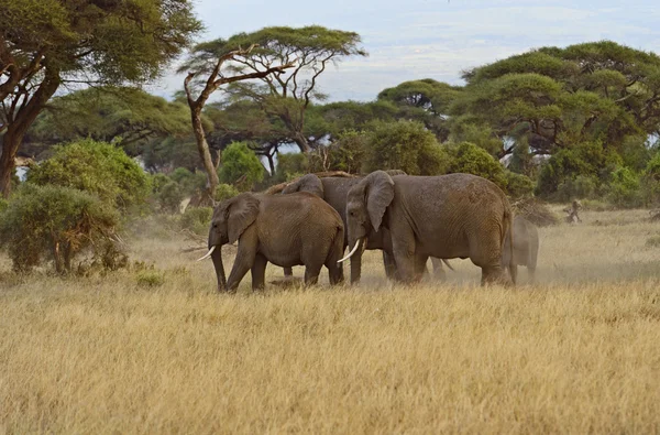 Afrikaanse olifanten — Stockfoto